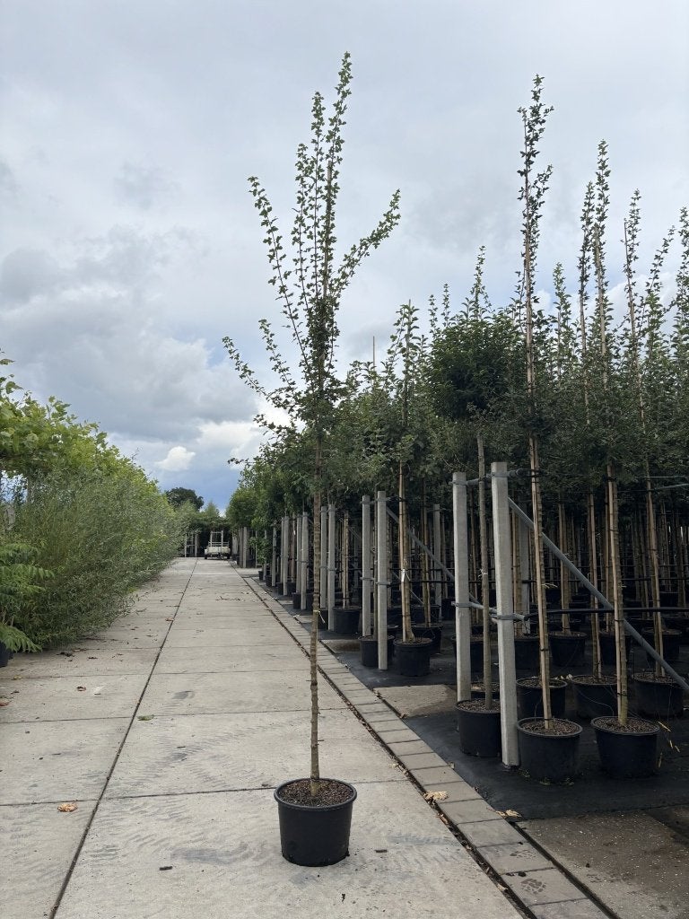 Acer monspessulanum 8/10 cm | Franse esdoorn, Tuin en Terras, In pot, Bloeit niet, Halfschaduw, Minder dan 100 cm