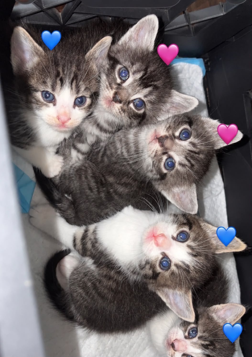 Maine Coon x Europese kittens te koop, Meerdere dieren, Ontwormd, 0 tot 2 jaar