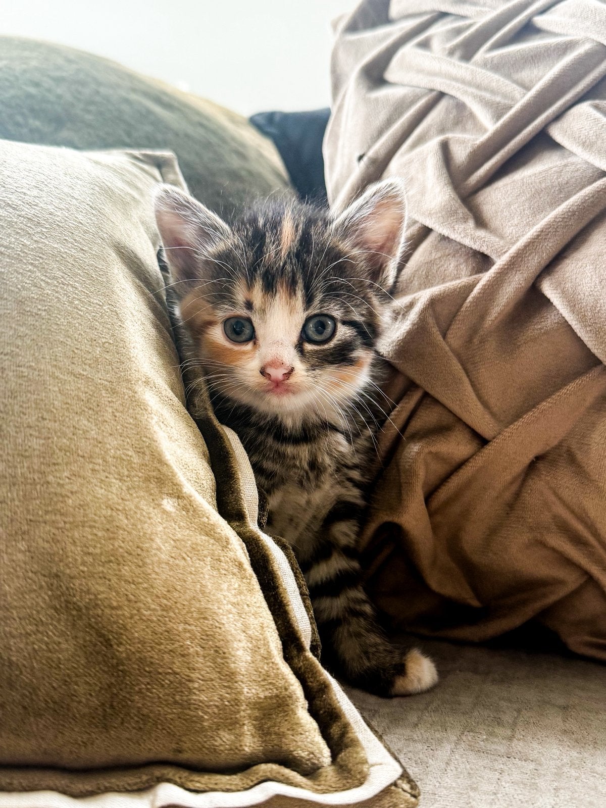 Lieve kittens geboren op Koningsdag!, Dieren en Toebehoren, Meerdere dieren
