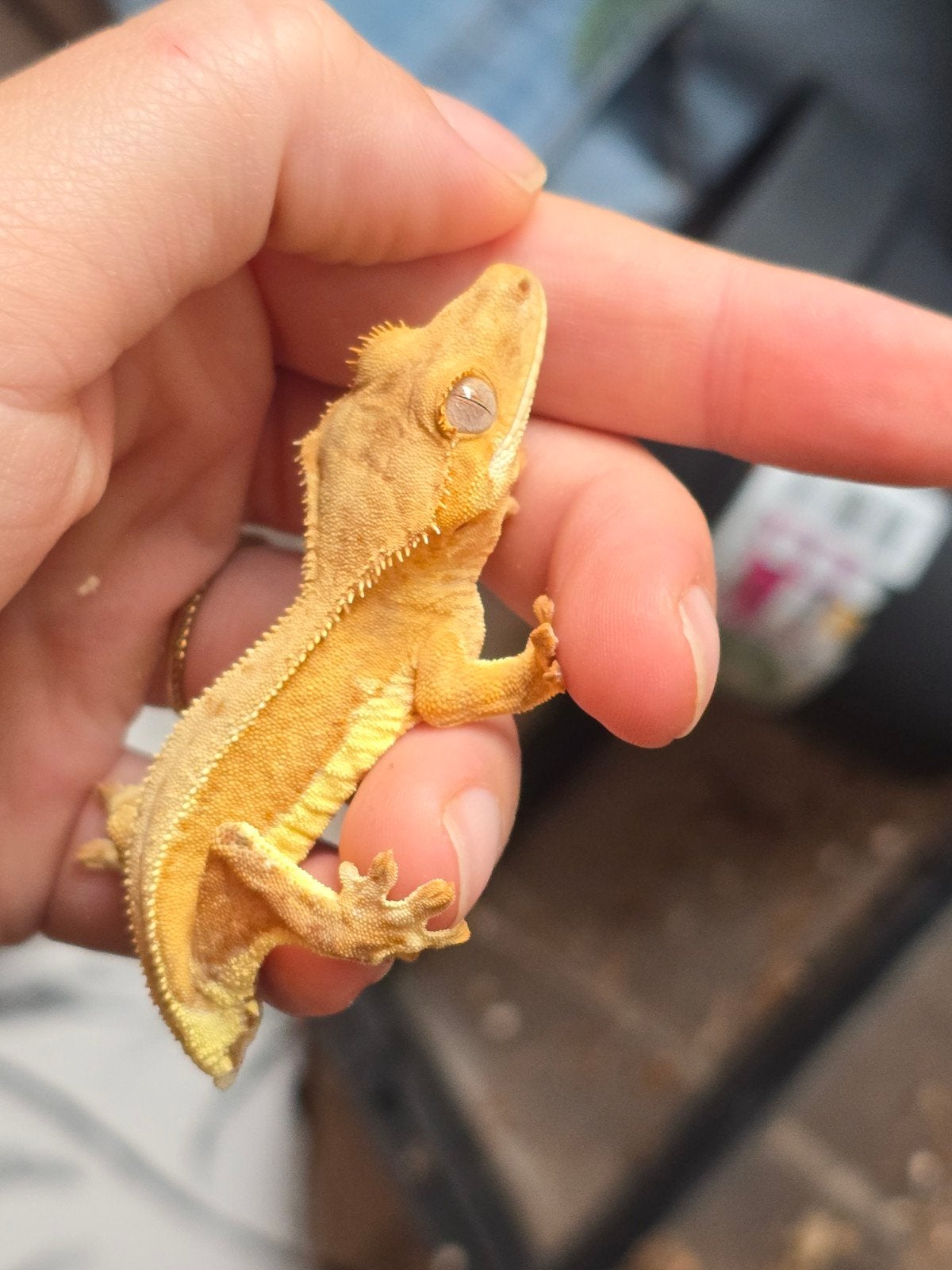 gele lilly white wimpergekko, Dieren en Toebehoren, Hagedis, 0 tot 2 jaar