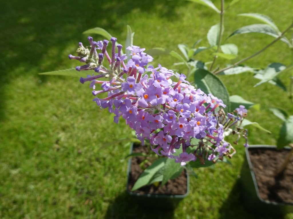 Vlinderstruik, prachtige lila bloemen, lust voor het oog!, Ophalen, Vlinderstruik, Struik, Minder dan 100 cm