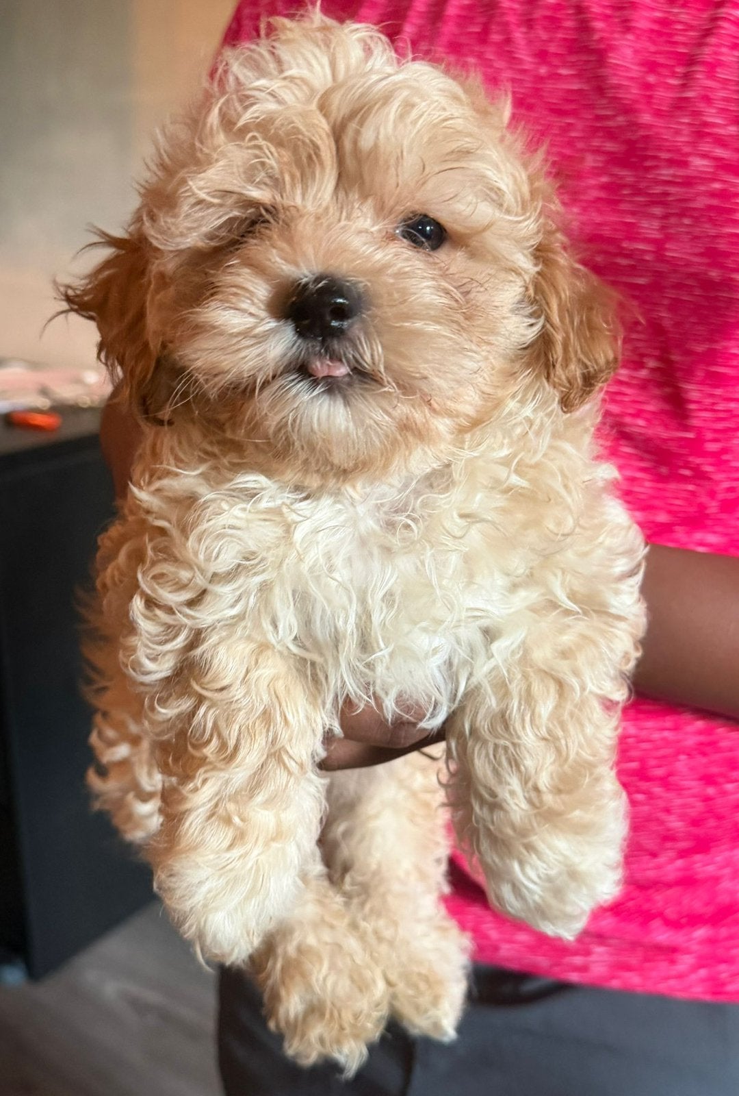 Maltipoo pups geboren op 05-07-2026, Maltezer, Reu, 8 tot 15 weken, Meerdere