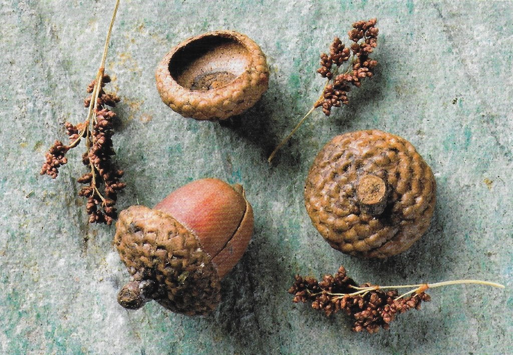 Ongelopen Ansichtkaart Quercus ( B4024 ), Ophalen of Verzenden, 1980 tot heden, Ongelopen