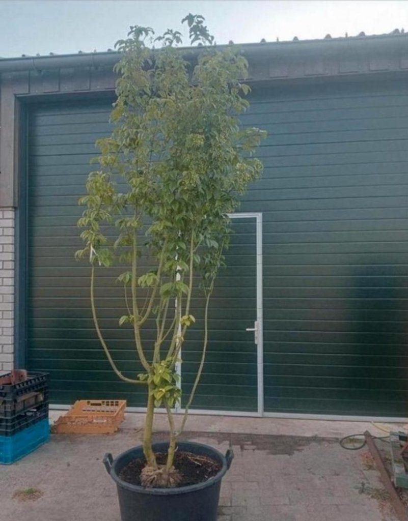 Acer rubrum (rode esdoorn), Ophalen, Halfschaduw, Overige soorten, Lente