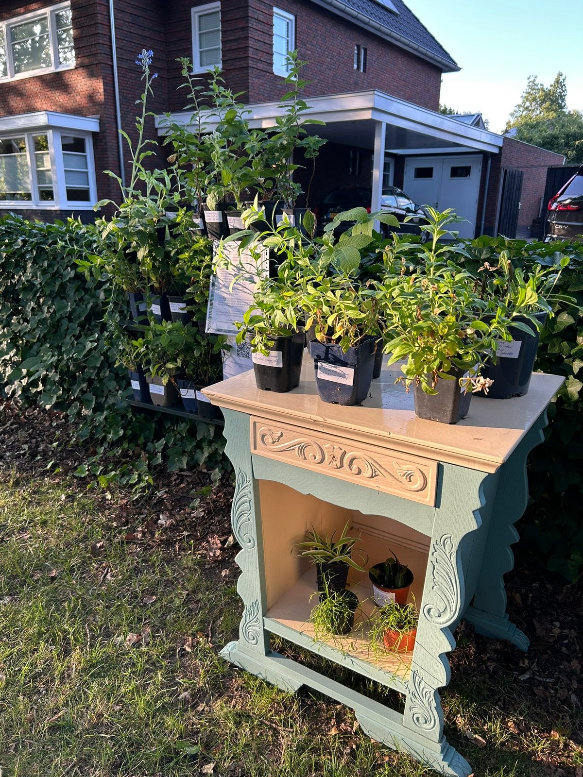 Planten Ruilkastje | Tuinplanten, Kamerplanten, Zaadjes etc, Tuin en Terras, Planten | Tuinplanten, Ophalen, Overige soorten, Volle zon