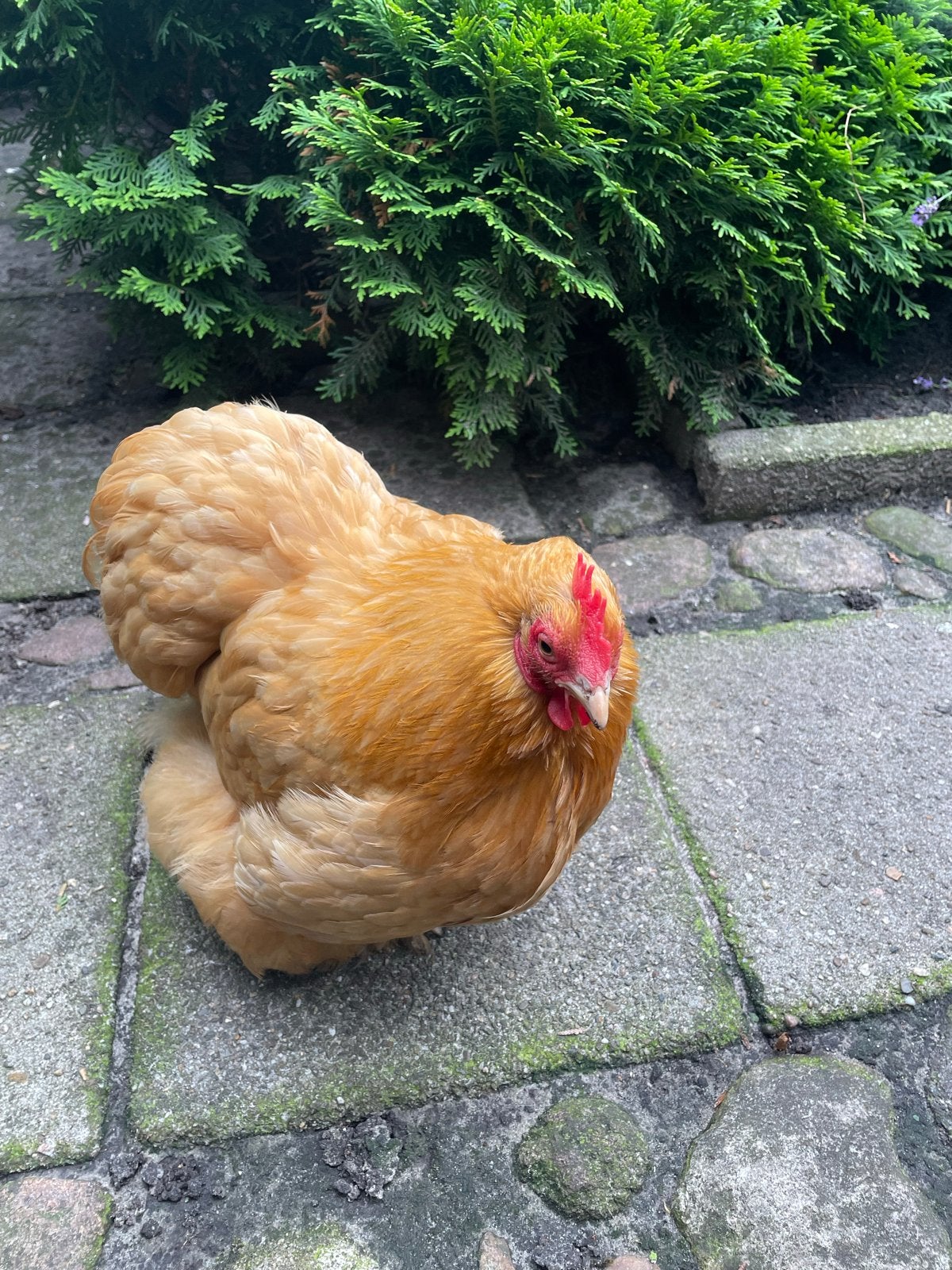 Gratis Cochin kriel hen, Dieren en Toebehoren, Pluimvee, Vrouwelijk, Kip