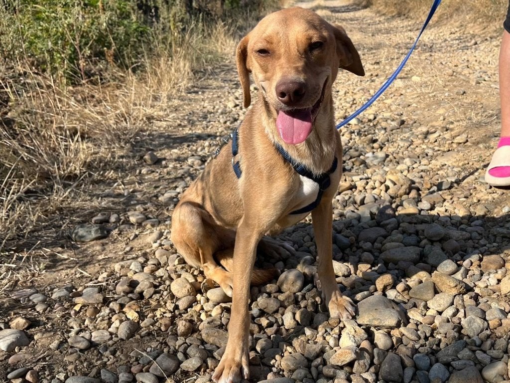 Hond Eliza is een vriendelijk meisje wat geniet van knuffels, Particulier, 1 tot 2 jaar, Buitenland, Teef