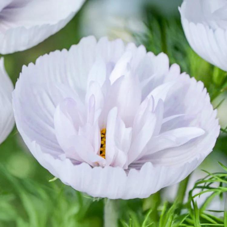Cosmea plantje ‘Cupcake Blush’ - nog 5 stuks, Tuin en Terras, Planten | Tuinplanten, Eenjarig, Overige soorten, Volle zon, Zomer