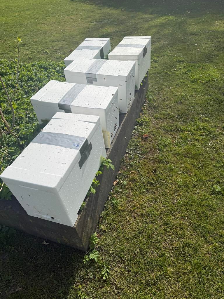 Carnica broed afleggers, Bijen