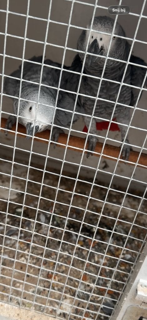 4 koppels grijze roodstaarten, Dieren en Toebehoren, Vogels | Parkieten en Papegaaien, Meerdere dieren, Papegaai, Pratend