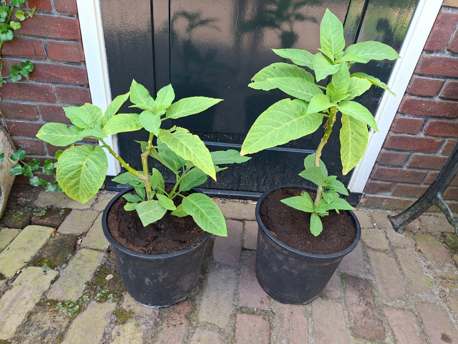Brugmansia / Engelentrompet - Prachtige bloeier!, Volle zon, Vaste plant, Zomer, Ophalen