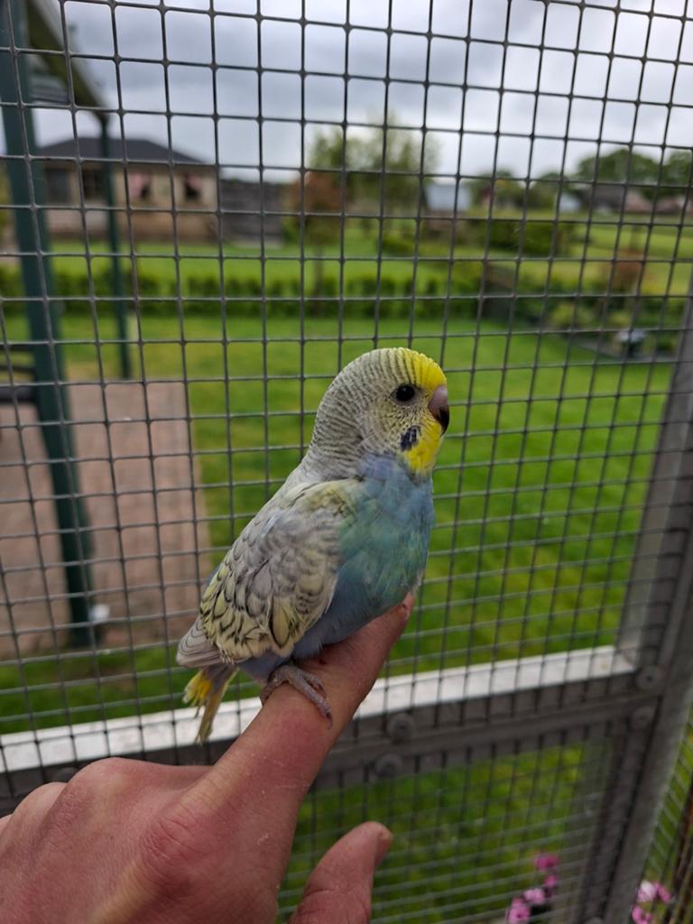 Jonge (tamme) grasparkiet te koop, Dieren en Toebehoren, Vogels | Parkieten en Papegaaien