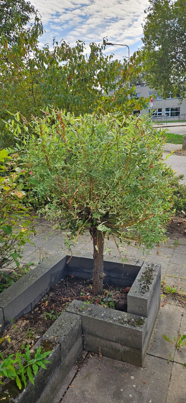 bonte wilg, Salix integra 'Hakuro-nishiki', Ophalen, Bolboom