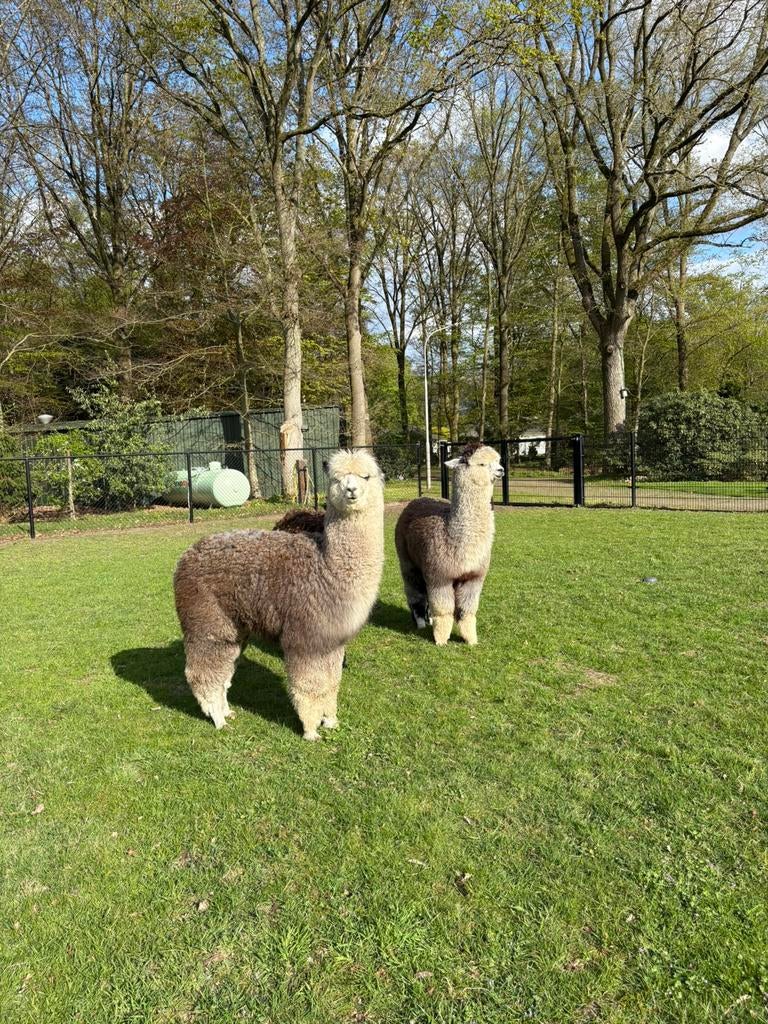 Alpaca merrie veulens van een uitmuntend afstammeling., Dieren en Toebehoren, Overige Dieren, Mei, Vrouwelijk