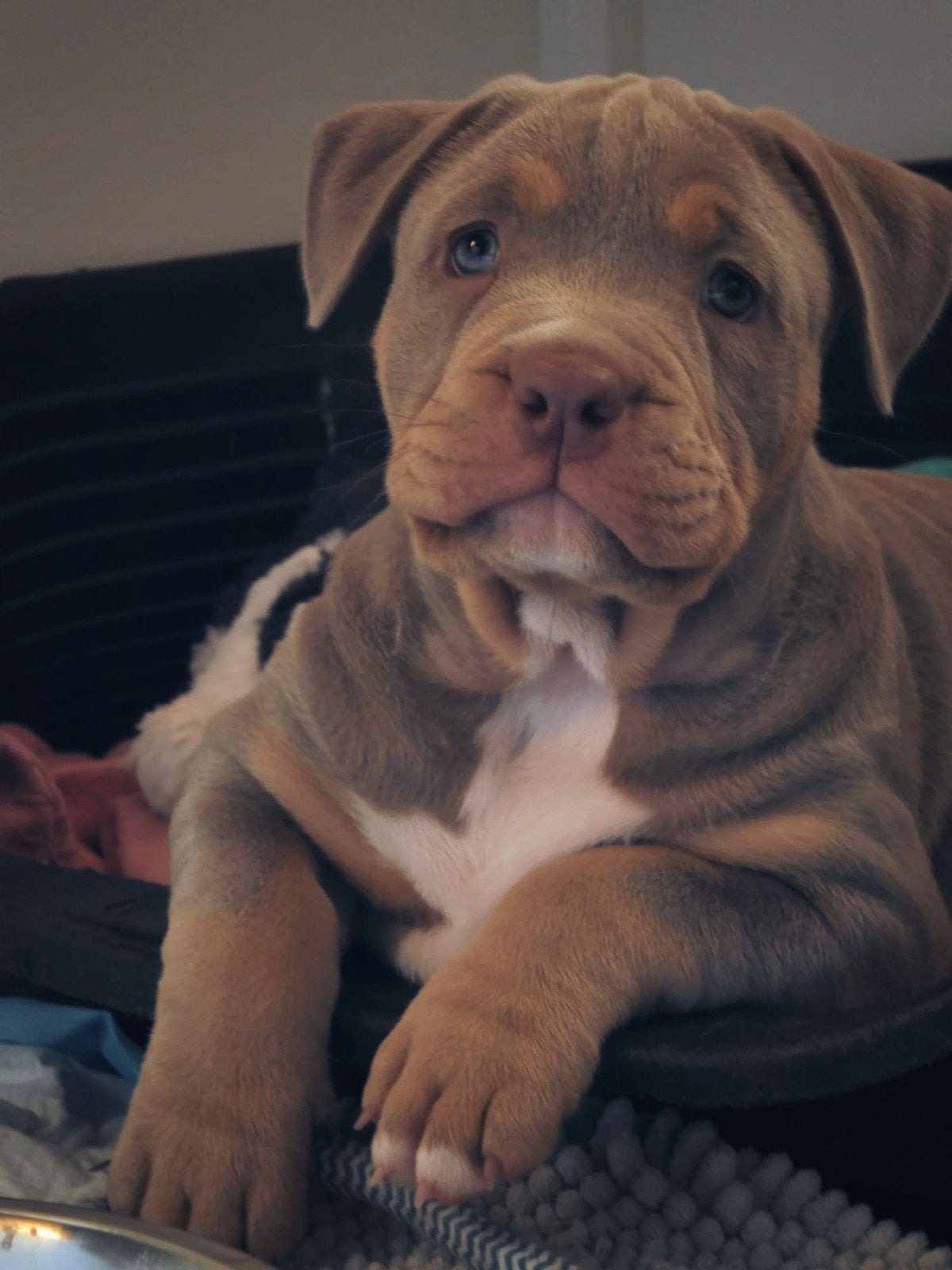 American Bully pup teefje *stamboom, Dieren en Toebehoren, Overige rassen, 8 tot 15 weken, Teef, Eén hond