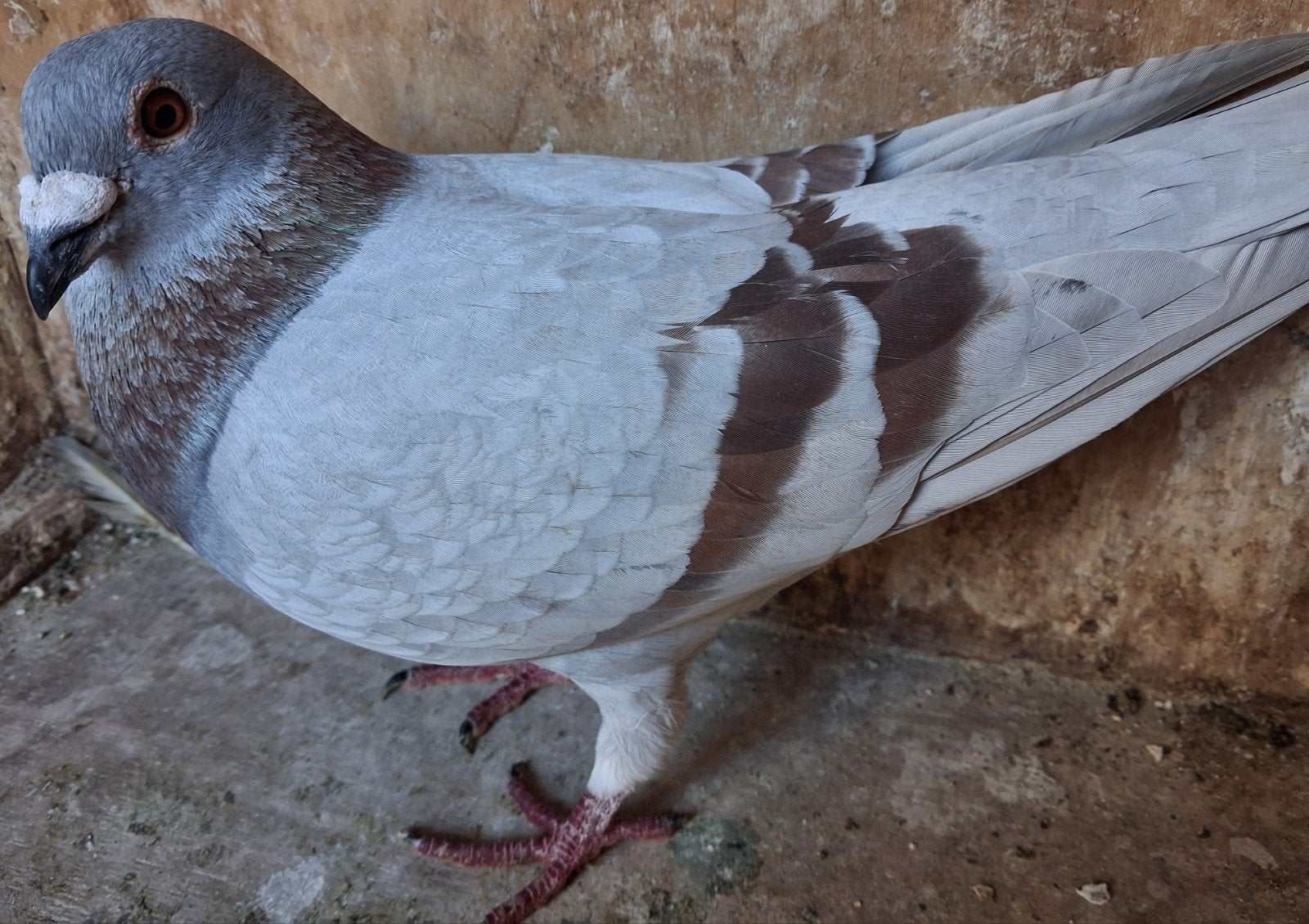 Postduif doffer, Dieren en Toebehoren, Vogels | Duiven, Mannelijk, Postduif