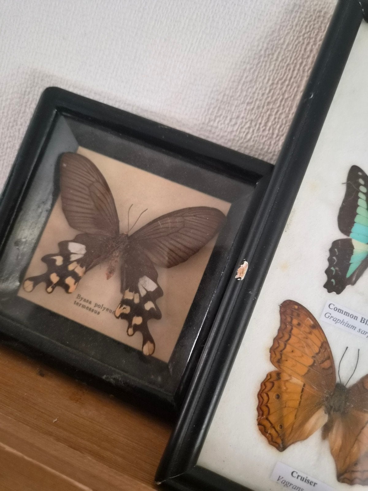 Vintage Vlinder Verzameling in Lijst - Decoratief, Ophalen of Verzenden, Gebruikt