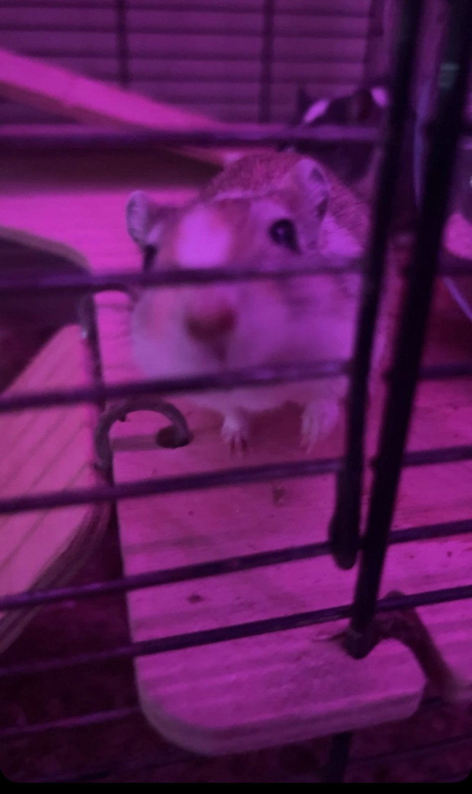 Gerbil, Mei, Vrouwelijk, Overige typen