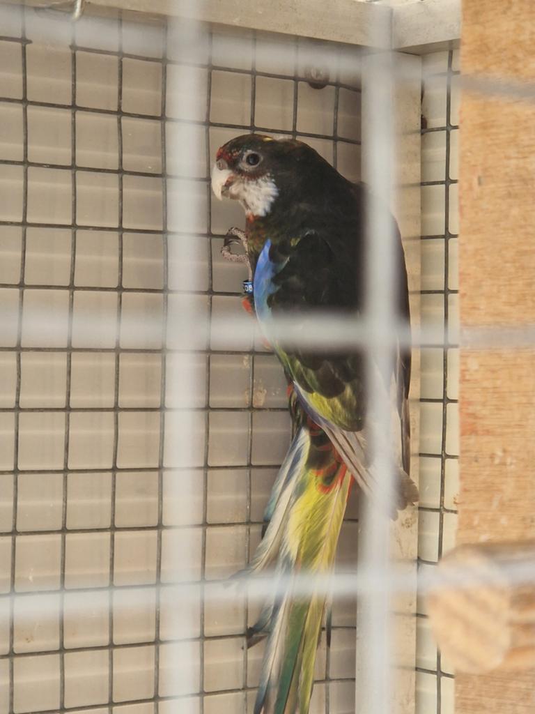 Rosella's zwarte mutatie, Dieren en Toebehoren, Vogels | Parkieten en Papegaaien, Meerdere dieren, Parkiet, Geringd
