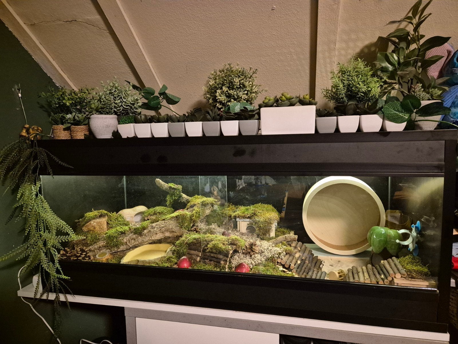 betonplex terrarium 120 x 50 x 50, Dieren en Toebehoren, Knaagdieren en Konijnen | Hokken en Kooien, 110 cm of meer, Overige typen