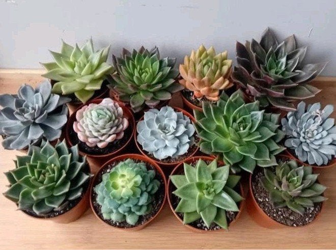 Vetplantjes 10-15cm, Ophalen, Vetplant, In pot, Minder dan 100 cm