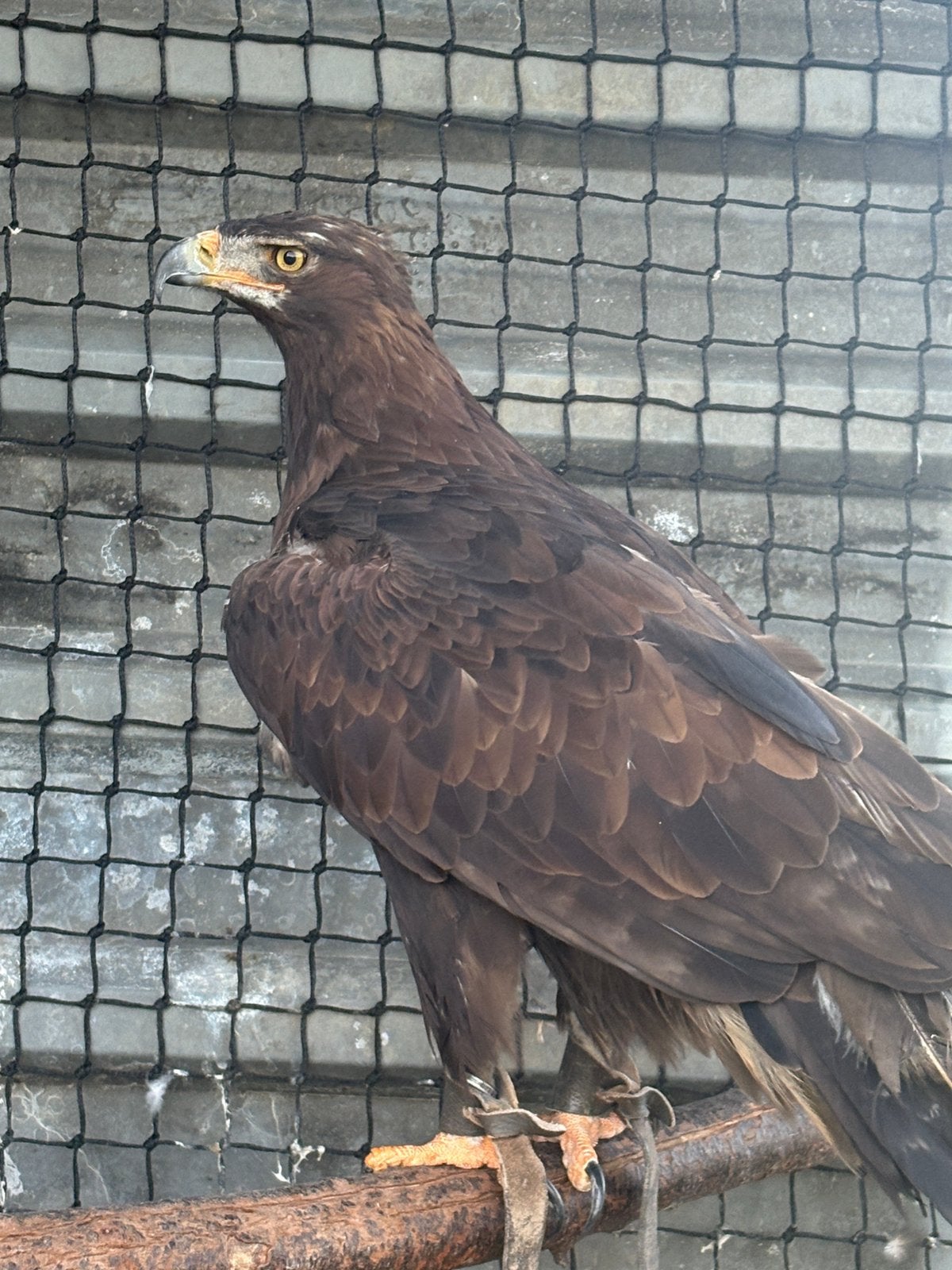 Steen x steppearend tarsel, Dieren en Toebehoren, Mannelijk, Roofvogel, Geringd