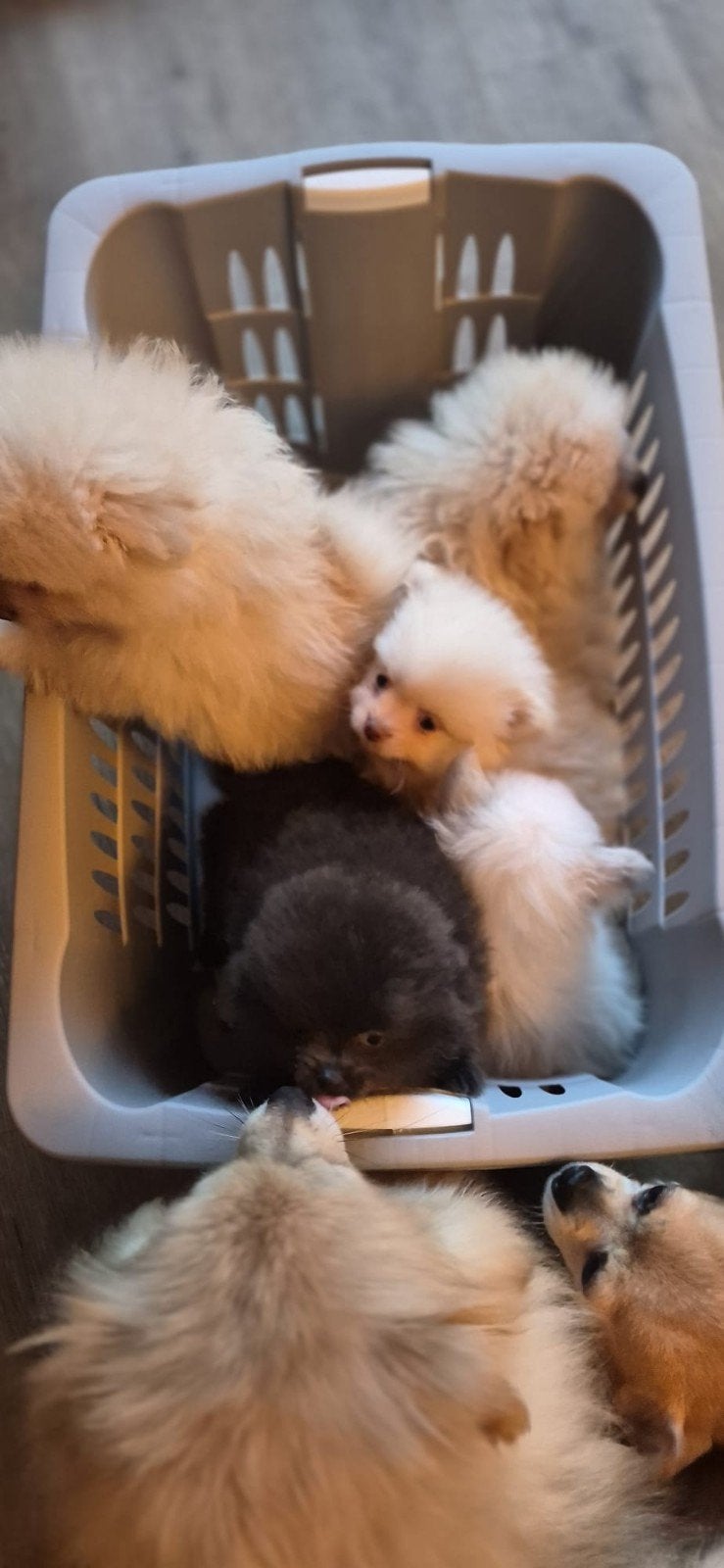 Lieve pomeriaantjes pups reutjes, Parvo, Keeshond, 8 tot 15 weken, Meerdere