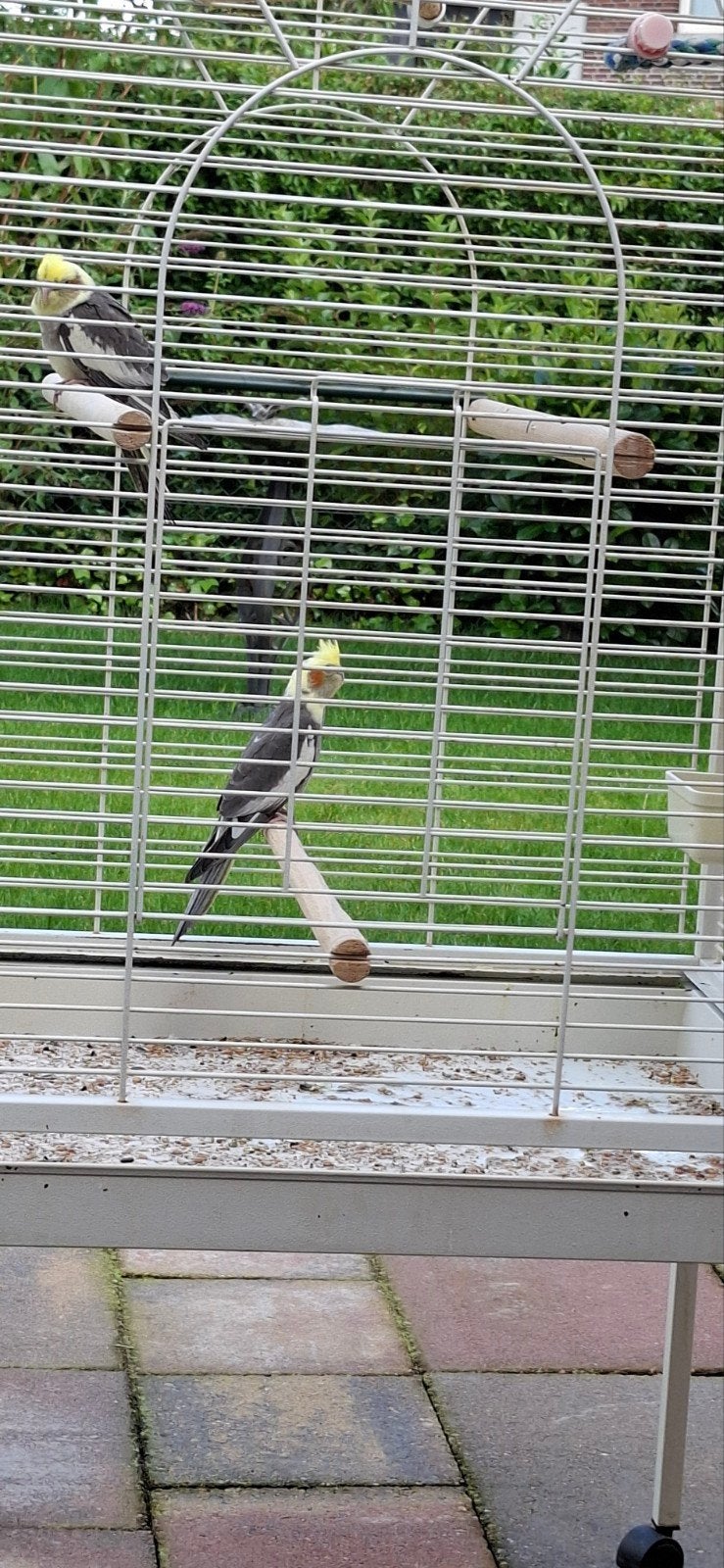 2 jonge Valkparkieten met grote vogelkooi., Dieren en Toebehoren, Meerdere dieren, Parkiet