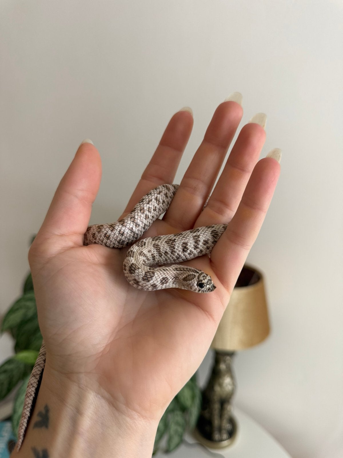 Haakneus (heterodon nasicus), Dieren en Toebehoren, Reptielen en Amfibieën, Slang, Met terrarium, 3 tot 6 jaar