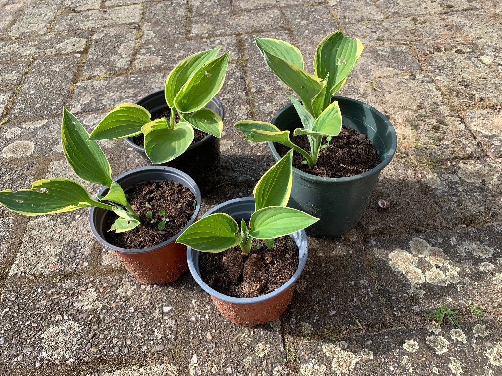 Hosta's, Tuin en Terras, Ophalen, Vaste plant, Overige soorten, Halfschaduw
