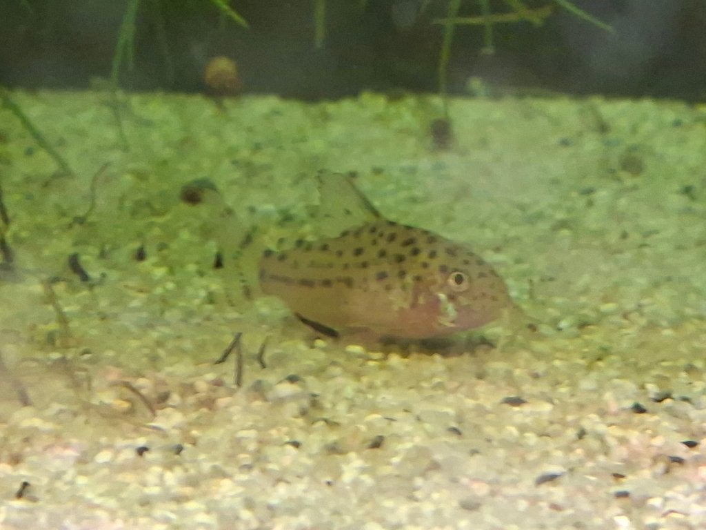 jonge Hoplisoma knacki nakweek(corydoras), Dieren en Toebehoren, Vissen | Aquariumvissen, Vis, Zoetwatervis, Schoolvis