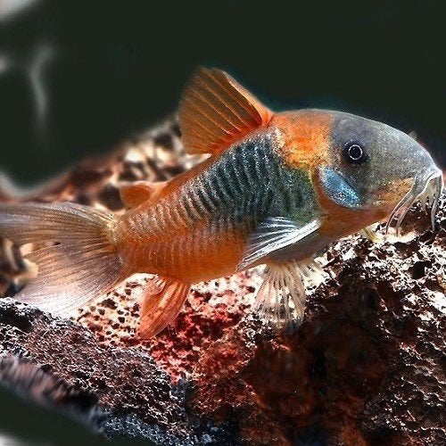 Corydora Venezuela orange, Dieren en Toebehoren, Vis, Zoetwatervis, Schoolvis