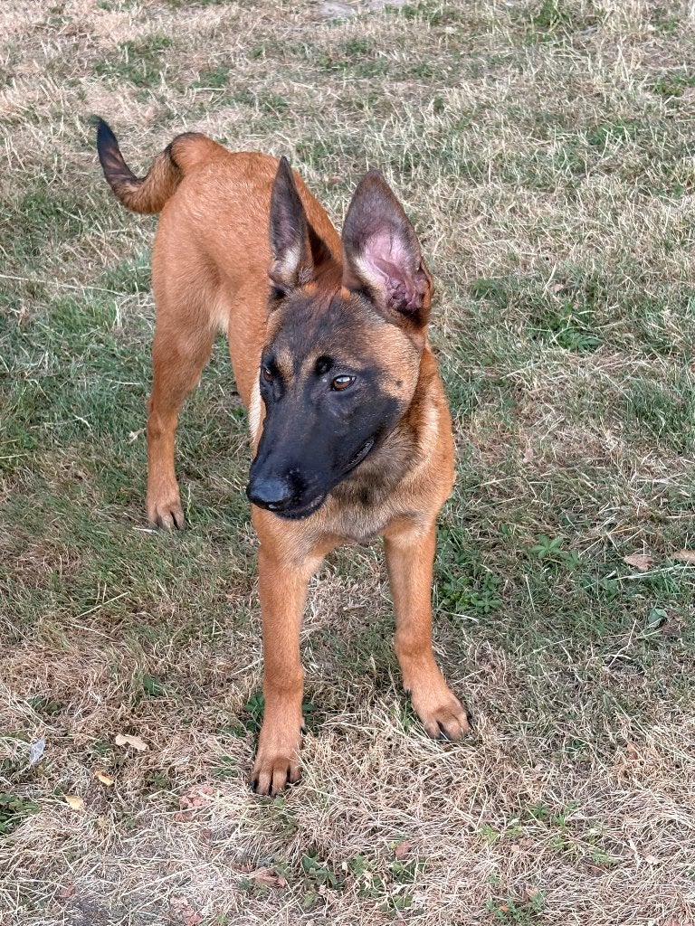 Mechelse herder teef, Dieren en Toebehoren, Honden | Herdershonden en Veedrijvers, 15 weken tot 1 jaar, Teef, Meerdere, Herder