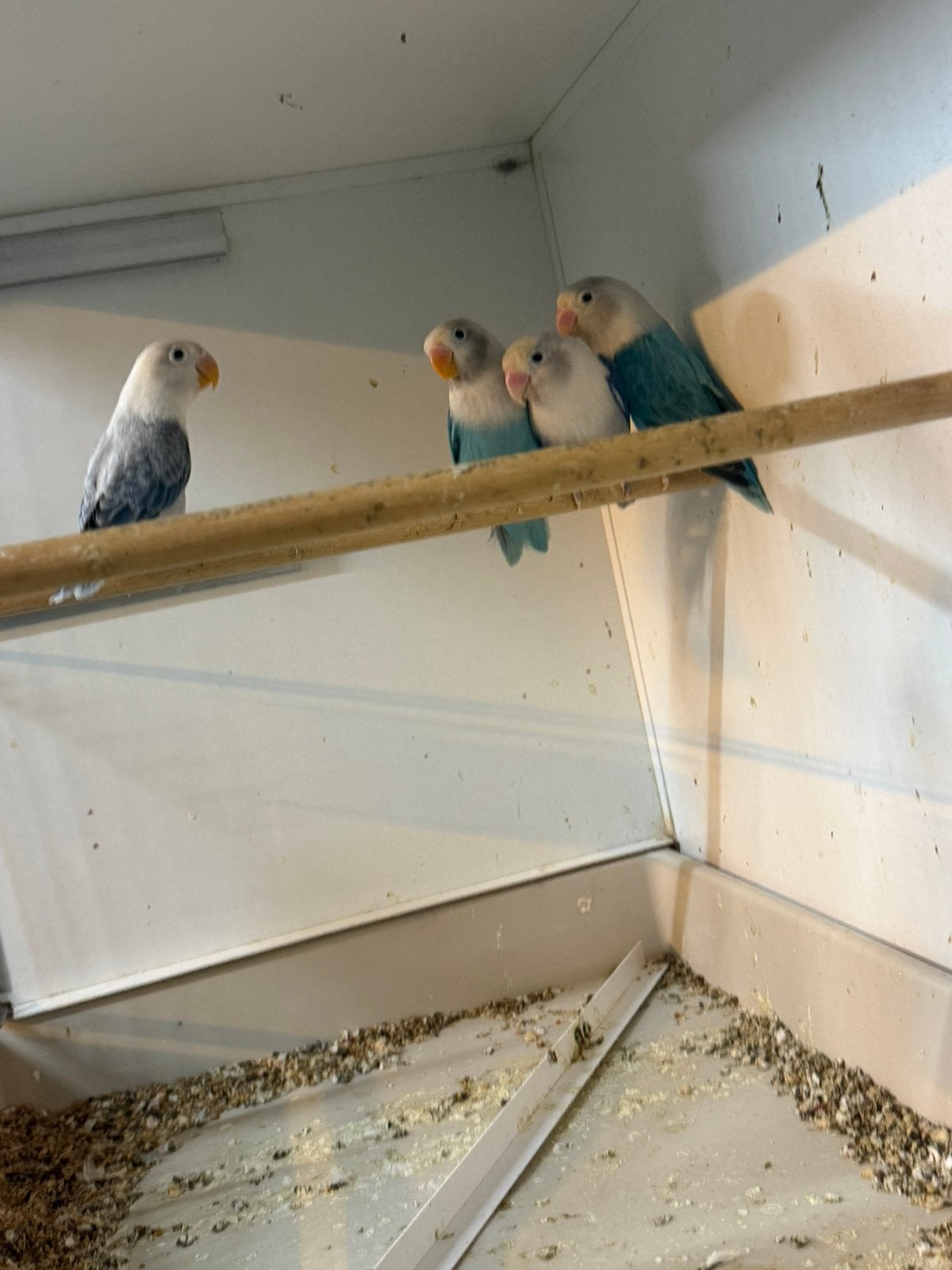 Agapornis fischeri dwergpapegaai, Meerdere dieren, Dwergpapegaai of Agapornis