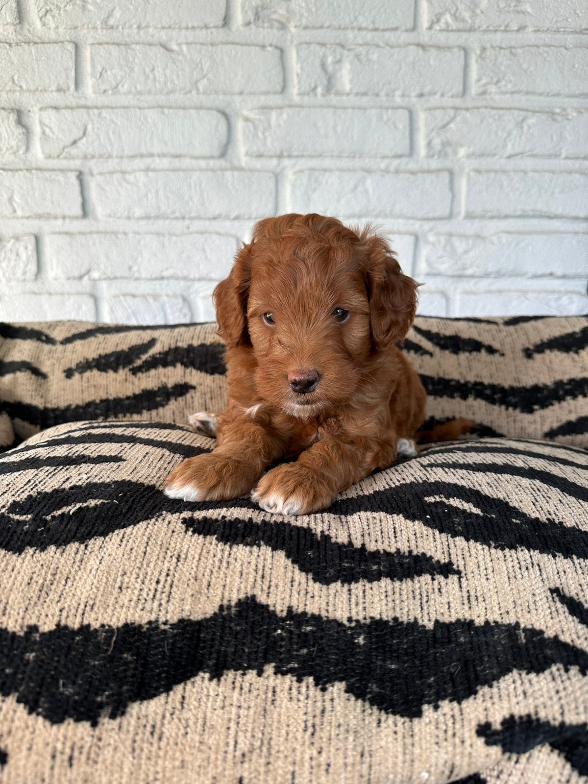 Mini labradoodle pups labradoodle x toy poedel, Parvo, Nederland, Overige rassen, 8 tot 15 weken