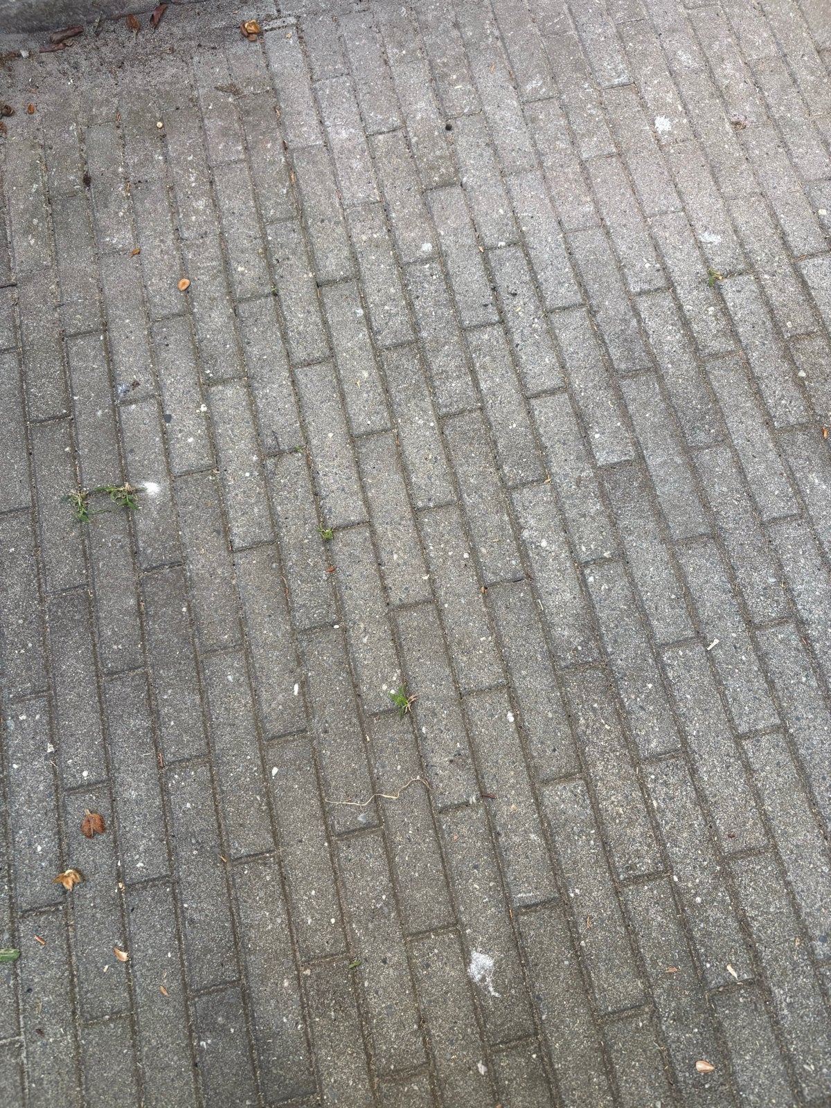 Gratis af te halen: Gebruikte betonnen klinkers, Ophalen, Gebruikt, Klinkers, 10 m² of meer