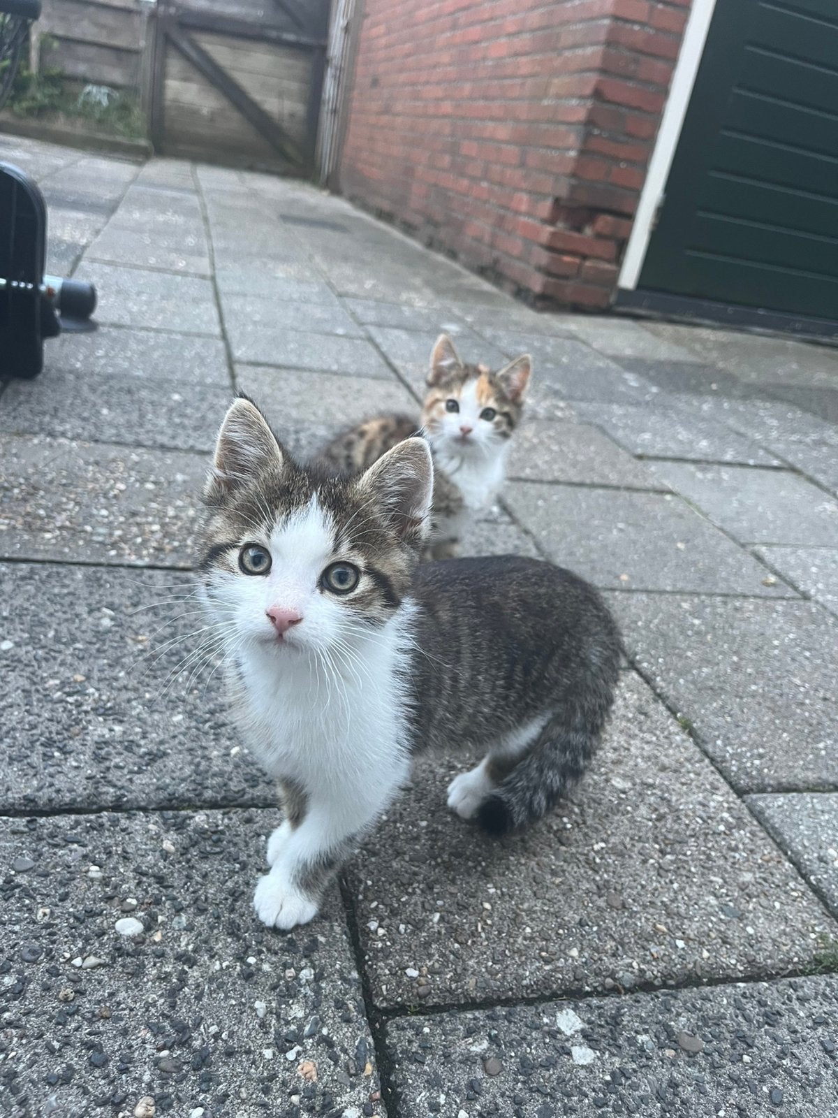 Lieve kittens, Dieren en Toebehoren, Katten en Kittens | Overige Katten, Meerdere dieren