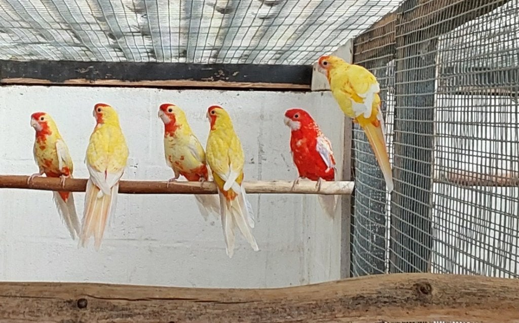 Jonge Kakariki plus kwkoppels.geelpastel man pennant 26, Meerdere dieren, Parkiet, Geringd