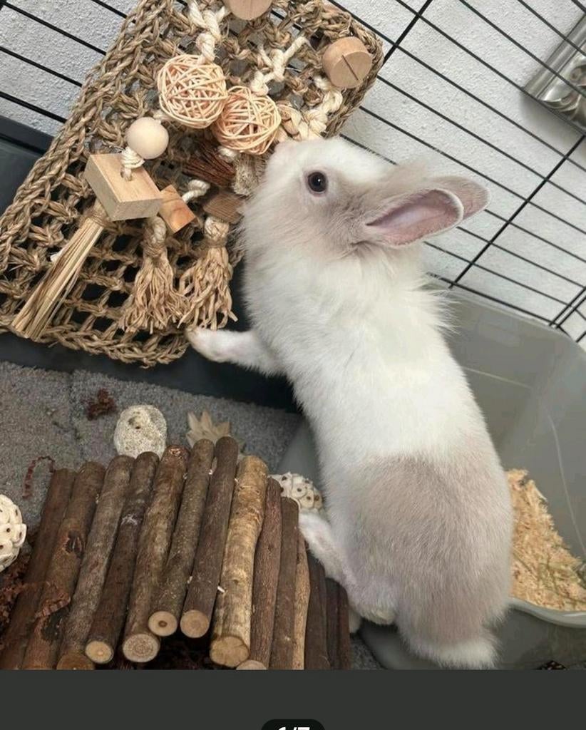Konijn, Dieren en Toebehoren, Mannelijk, Dwerg