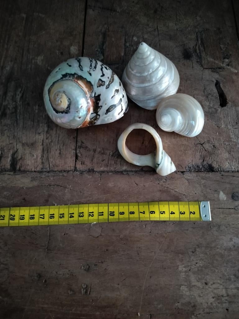 Set van 4 decoratieve schelpen, Ophalen of Verzenden