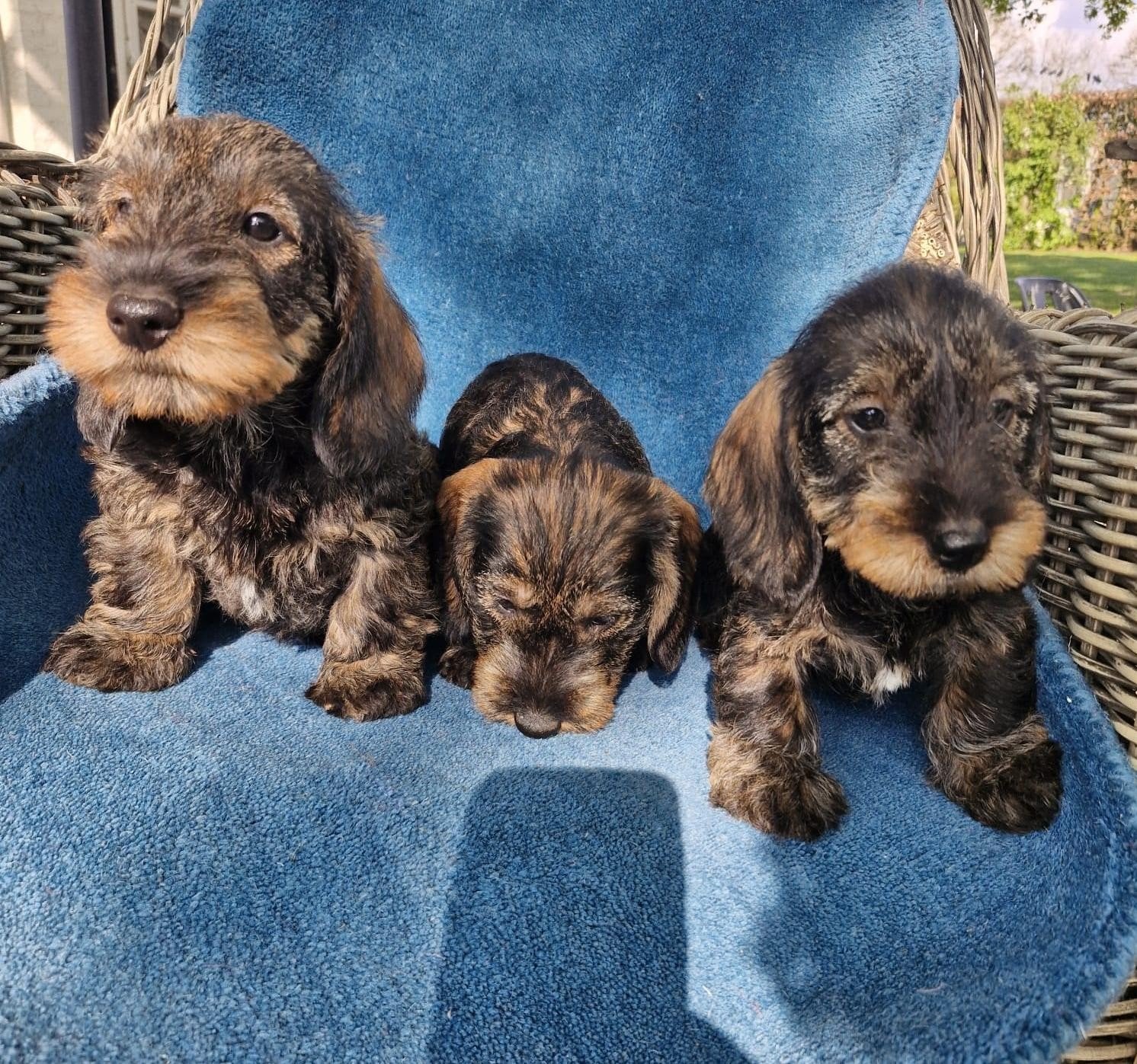 teckel pups ruwharige, Dieren en Toebehoren, Honden | Teckels en Dashonden, Parvo, 8 tot 15 weken, Meerdere, Meerdere dieren
