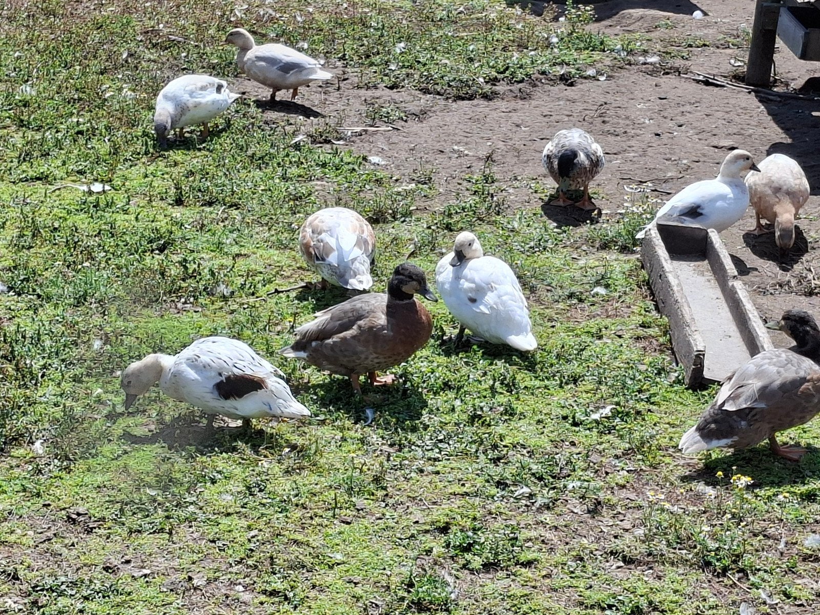 Hollandse kwakers, Dieren en Toebehoren, Pluimvee, Meerdere dieren, Kip