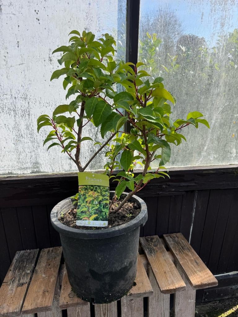 Te koop: Prunus Lusitanica 'Tico' (Portugese Laurier)., Tuin en Terras, Planten | Tuinplanten, Ophalen