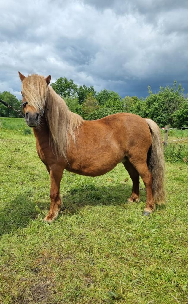 Shetland Pony met stamboom, Dieren en Toebehoren, Pony's, Merrie, 3 tot 6 jaar