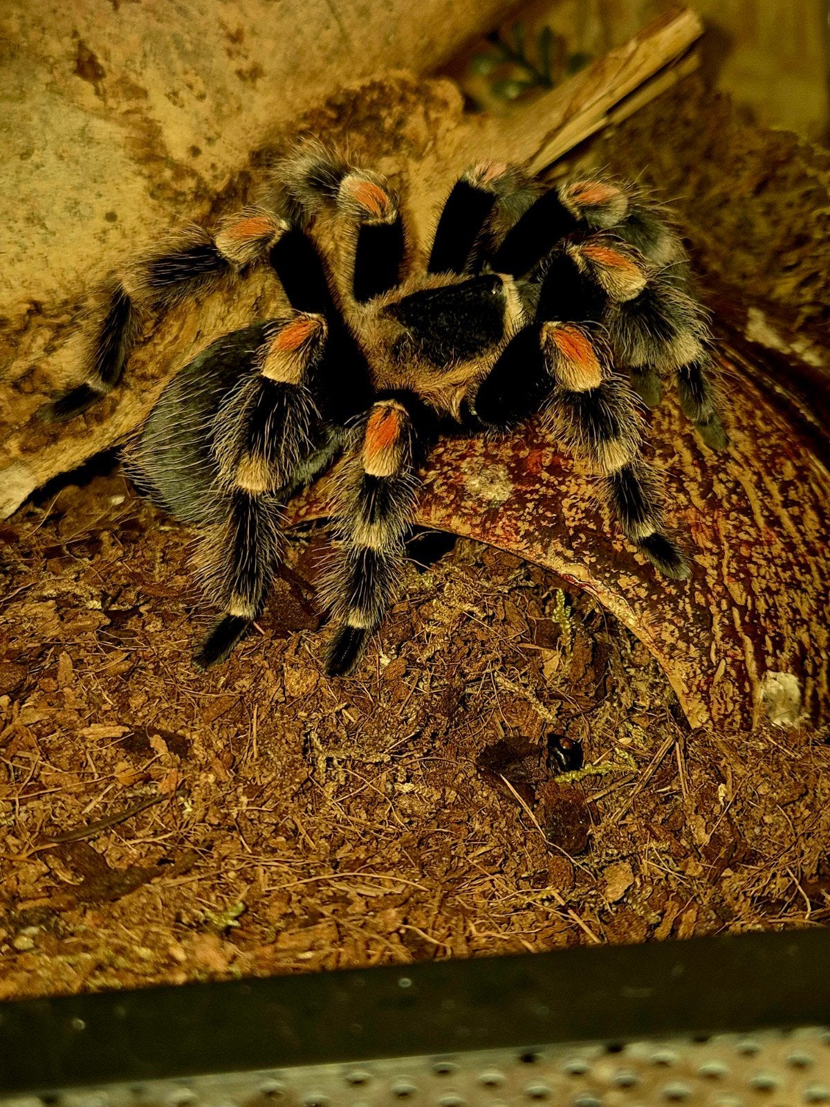 brachypelma hamorii 0.1, Dieren en Toebehoren, Spin of Schorpioen