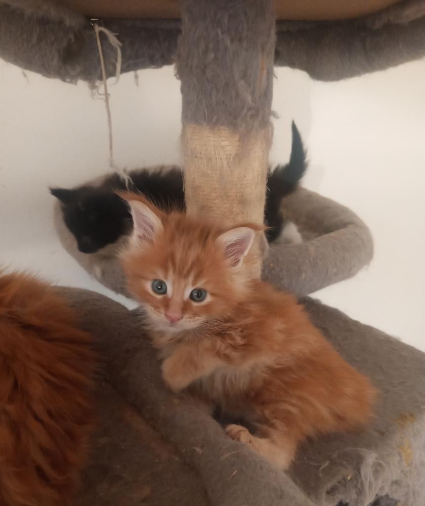 Russische Maine Coon kittens met stamboom, Dieren en Toebehoren, Meerdere dieren, Met stamboom, 0 tot 2 jaar