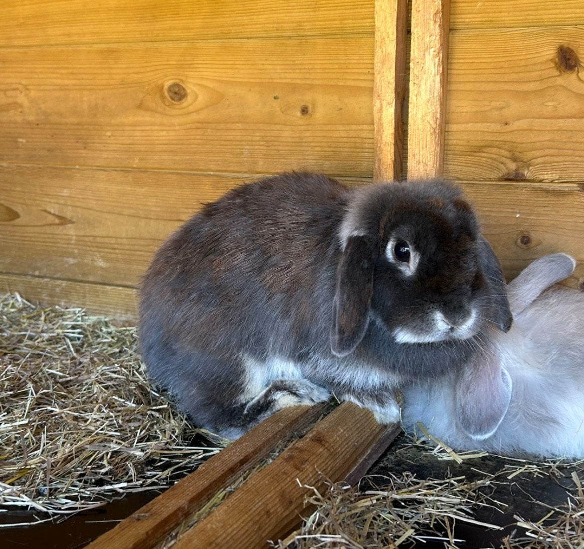 Mooie minilop voedster, Dieren en Toebehoren, Konijnen, Vrouwelijk, Dwerg, Hangoor, 0 tot 2 jaar