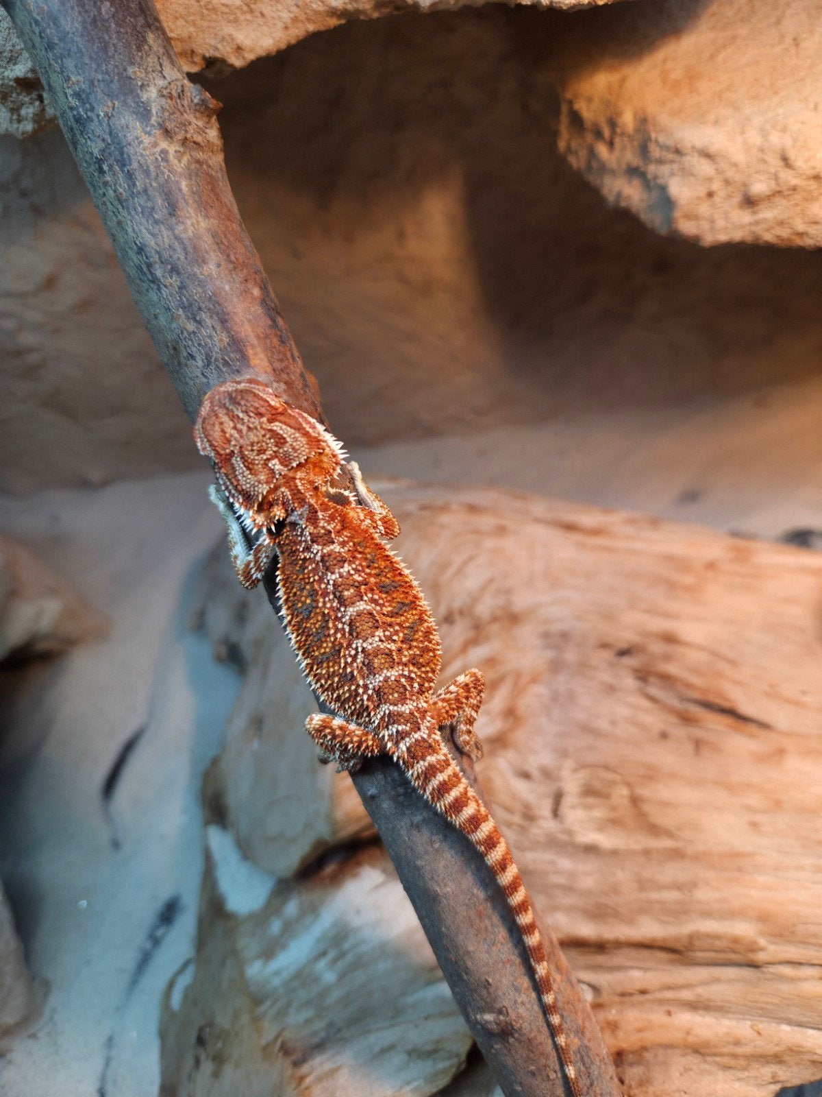 Mooie red tiger vrouwtjes baardagaam aangeboden, Dieren en Toebehoren, Reptielen en Amfibieën, Hagedis, Tam, 0 tot 2 jaar