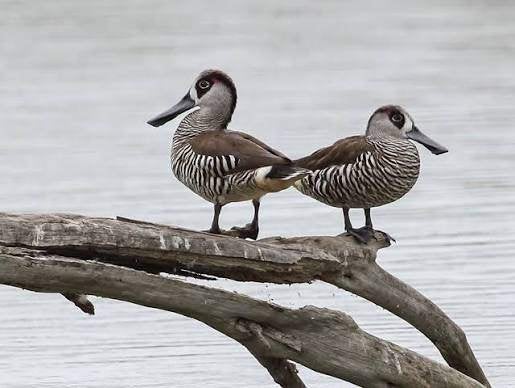 Siereenden Ganzen en  zwanen, Dieren en Toebehoren, Meerdere dieren, Gans of Zwaan