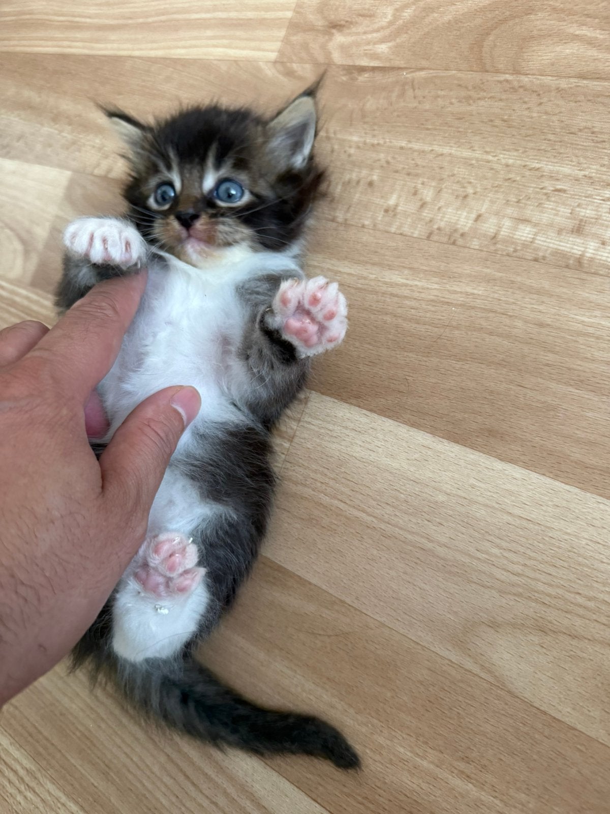 Premium XXL Maine Coon Kittens • 1 Jaar Gezondheidsgarantie, Meerdere dieren, Gechipt